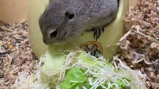 【リチャードソンジリス】野菜を食べて健康的なジリス プレーリードッグsóc ＃flickertail groundsquirrel [upl. by Ylloh]