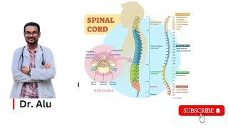 Spinal Cord  Ascending amp Descending Tracts  Spinal Cord Hemisection  Neurology [upl. by Arivle171]