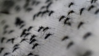 ZIKA ANTIC  EH DA IMAM KRILA MLADOG ORLA [upl. by Aenotna]