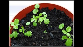 How to grow strawberry seed in bottle [upl. by Allemaj340]