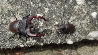 Lucanus cervus cervus  Stag Beetle  Hirschkäfer [upl. by Snej]