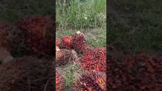 Major cost savings with new green innovation for palm oil tree plantations  3 of 30 video series [upl. by Magdalen546]