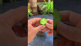 Tips for growing cucumbers at home shorts cucumber [upl. by Dnomar]