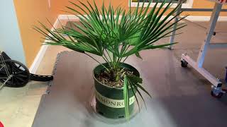 Brought My MediterraneanEuropean Fan Palm Inside for Winter [upl. by Rosabel815]