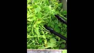 Organic Watercress at the Salad Bar [upl. by Yroc882]