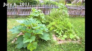 2011 Garden Time Lapse [upl. by Artenal]