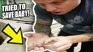 I TRIED TO SAVE IT BABY LIZARD DIED   BRIAN BARCZYK [upl. by Reichert]