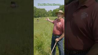 Joel Salatin on Responsible Cattle Spacing and Grazing farm cow cattle regenerativeagriculture [upl. by Nowad]