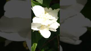 Philadelphus coronarius  Sweet Mock Orange 🌸 Jaśminowiec Wonny nature flowers shorts vlog [upl. by Ludovika]