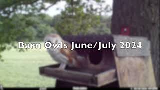 Barn Owls JuneJuly 2024 [upl. by Enriqueta]