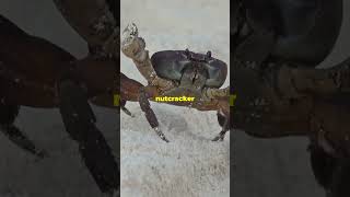 5 Fun Facts About Crabs You Didn’t Know crab seacreatures nature facts [upl. by Letsirc]