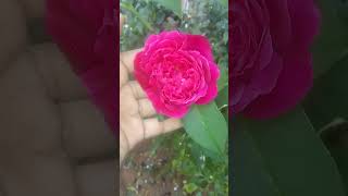 en roja neeya song with rose growth cute symptoms [upl. by Ellsworth]