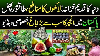 Most Profitable Crop  Anjeer Farming Business ideas  Anjeer Farming in Pakistan  anjeer farming [upl. by Ymmot]