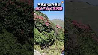 【生活】合歡山春之饗宴 粉紅玉山杜鵑盛開 [upl. by Gilead900]