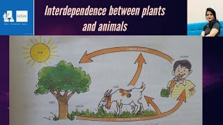 Interdependence between plants and animals plants and animals relationship relate humans plants [upl. by Rainah]