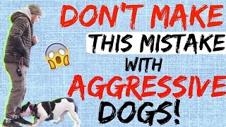 My Dog is Aggressive What do I do  How to Handle Aggressive Dog Behavior [upl. by Aima]