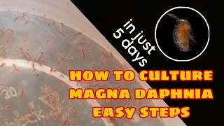 How to Culture Magna Daphnia Easily [upl. by Addy]