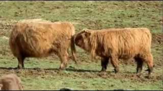 Elevage de vaches HIGHLAND CATTLE du plateau du Lizon HautJura [upl. by Narib60]