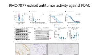 RMC7977 Rasinhibitor exhibits antitumor activity against Pancreatic cancer PDAC Code 717 [upl. by Tory]