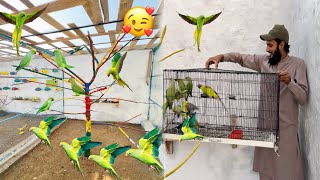 Green Parrots Or Plum Headed Parrots Ko Aviary Mein Chor Dia 🥰 [upl. by Rocky]