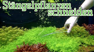 Stängelpflanzen schneiden im Dutch Style  Holländisches Pflanzenaquarium  Profi Tipp [upl. by Lole]