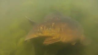 Farlows Lake Carp Spawning 2016 [upl. by Nerha]