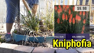 Propagating Kniphofia through division [upl. by Hamnet]