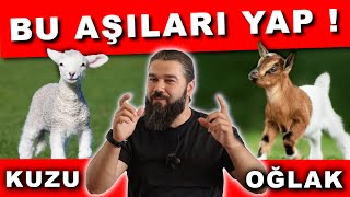 MUHTEŞEM KUZU VE OĞLAK AŞI PROGRAMI [upl. by Agemo]