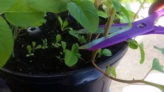 Growing your own food How to Harvest Callaloo Green Amaranth [upl. by Buff]