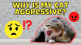 Why is My Cat Aggressive Towards Me How to Solve It [upl. by Assel]