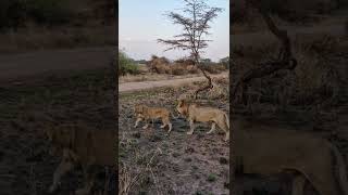 León y Leona Ritual Apareamiento  Lion amp Lioness Courtship Safari Africa [upl. by Anaeli]