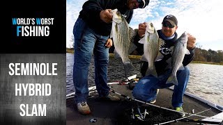 Lake Seminole Hybrid Stripers Spotted Bass amp Largemouth Bass [upl. by Atsyrt]