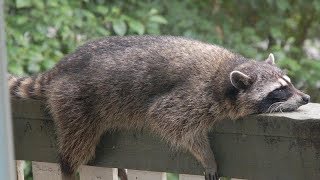 FUNNIEST RACCOONS and SQUIRRELS in the WORLD  Funny RACCOON amp SQUIRREL compilation [upl. by Ettenal]