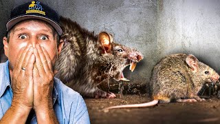 Live RAT eats other TRAPPED rats … except heads [upl. by Norvell365]