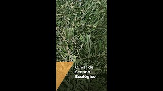 OLIVAR DE SECANO EN ECOLÓGICO [upl. by Irved956]