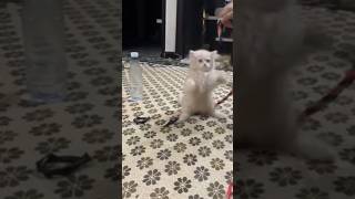 Teddy bear 🧸👌 teddy teddybear cute nice like love shorts youtubeshort funny cutecats 11 [upl. by Nednil]