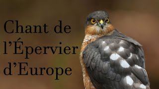 Chant de lépervier dEurope cri  Sparrowhawk song call [upl. by Norabel958]