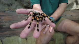 Keeper Chat with Minnesota Zoo Naturalist Donnie and an OrangeKneed Tarantula [upl. by Eissirk]