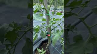 pruning in tomato agricarepoint farmingagriculture agri agribusiness farmer indiafeedshorts [upl. by Eldridge]