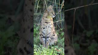 Serval at Howletts serval howletts animals wildlife zoo daysout shorts [upl. by Millman]