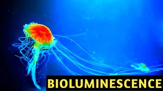 Bioluminescence in Pharmacy  Chemiluminescence  Photosensitisation  Photochemistry [upl. by Steinman]