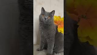 British Shorthair Cat named Pugovka [upl. by Yetty]