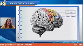 en 10 minutes le système nerveux 3ac leçon simple SVT الجهاز العصبي للثالثة اعدادي [upl. by Smoht]