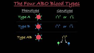 Blood Type Genetics Explained [upl. by Gerda]