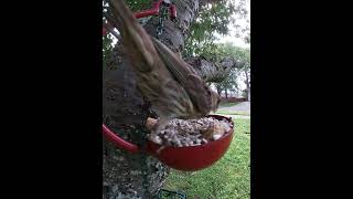 Two And A Half Minutes Of A Female House Finch Feeding On Safflower Seeds [upl. by Rust]