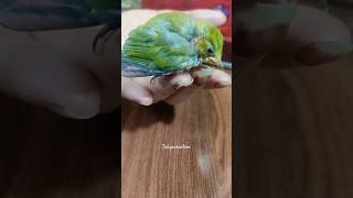 My cutie is recovering ☺ bird dailyvlog ytshorts trendingshorts [upl. by Aura]