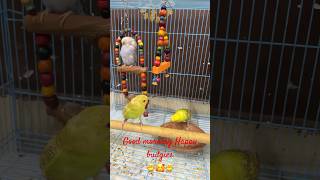 Morning vibes chirping budgiesbudgieschirpingbirdsmorningtrendingyoutubeshortsytshortsshorts [upl. by Onnem]