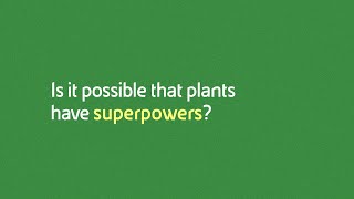 Phytoremediation is it possible that plants have superpowers [upl. by Kiersten]