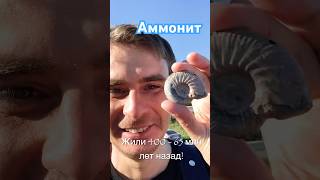 Аммонит ammonite [upl. by Alek]