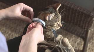 Seresto Cat Collar Application [upl. by Roderica392]